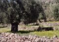Η Μυτιληνιά ελιά