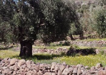 Η Μυτιληνιά ελιά