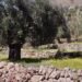 Η Μυτιληνιά ελιά