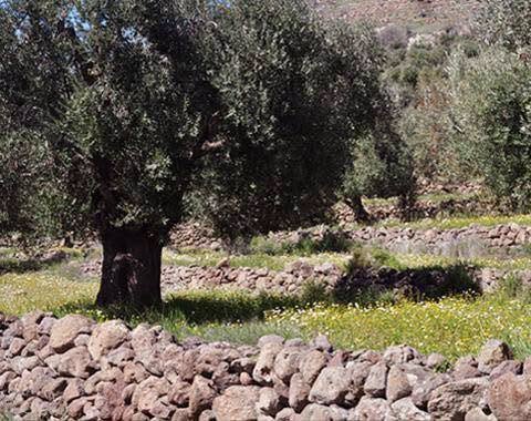 Η Μυτιληνιά ελιά